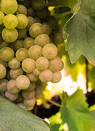 Antonio scotà analizza i vigneti